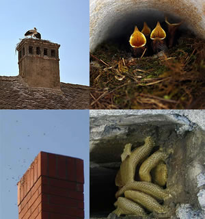 What Causes Chimney Odors?