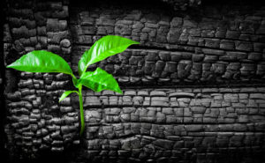 Properly dispose of ash and find new uses for it Properly dispose of ash and find new uses for it